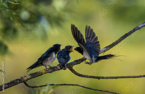 swallow feeds insects in its beak to its two chicks sitting on a branch on a ...