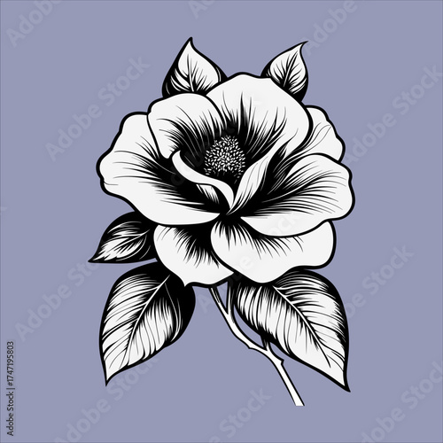 Elegant Hand-Drawn Anemone Flower Illustration