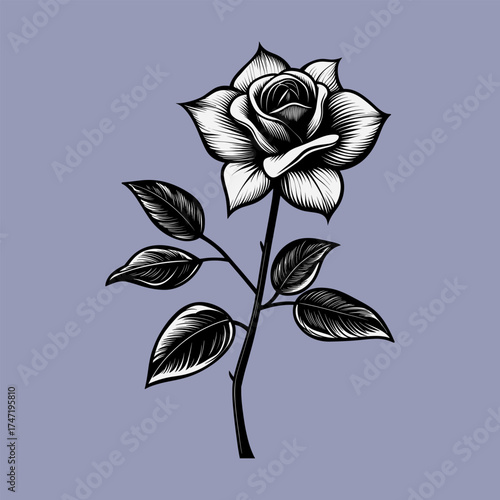 Elegant Hand-Drawn Anemone Flower Illustration