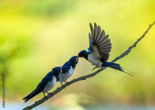 A swallow flies and carries insects in its beak to its chicks sitting on a br...