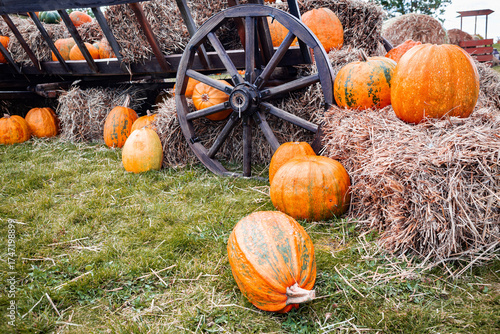 Pile of ripe organic pumpkins lying on a haystack. Background for Halloween, Thanksgiving Day. Harvest and market trading and fair of agricultural products	
