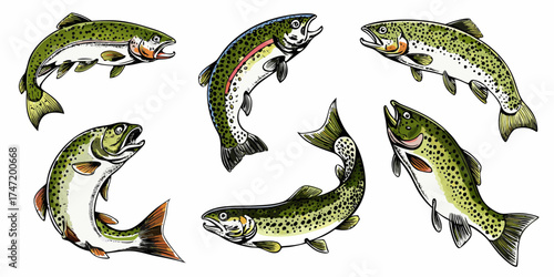 Collection of six colorful hand drawn rainbow trout fish illustrations in various dynamic poses on a white background
