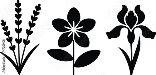 Elegant black silhouette botanical illustrations of lavender iris and star flower