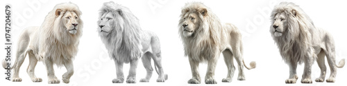 Magnificent white lions pacing, a symbol of strength and grace, perfect for conservation campaigns, wildlife documentaries, and powerful branding materials, originally a vector graphic