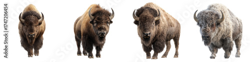Majestic bison herd on the plains, representing nature's power, wildlife conservation, and the spirit of the American West for impactful environmental campaigns