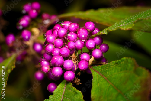 A stunning close-up of shiny, violet-purple Callicarpa bodinieri 'Profusion' (Beautyberry) berries covered in fresh dew drops, set against dark green leaves