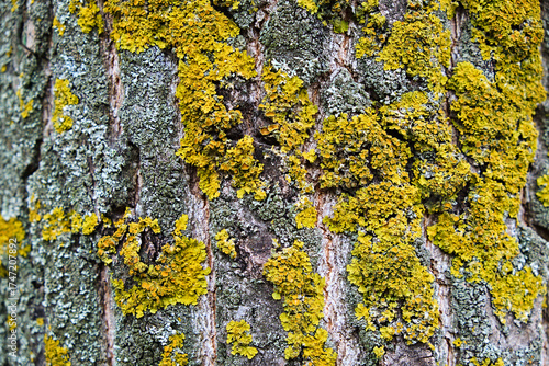 Close-up of yellow and green lichen growing on the rough bark of a tree. Detailed natural texture showing symbiotic growth of fungi and algae in a forest environment