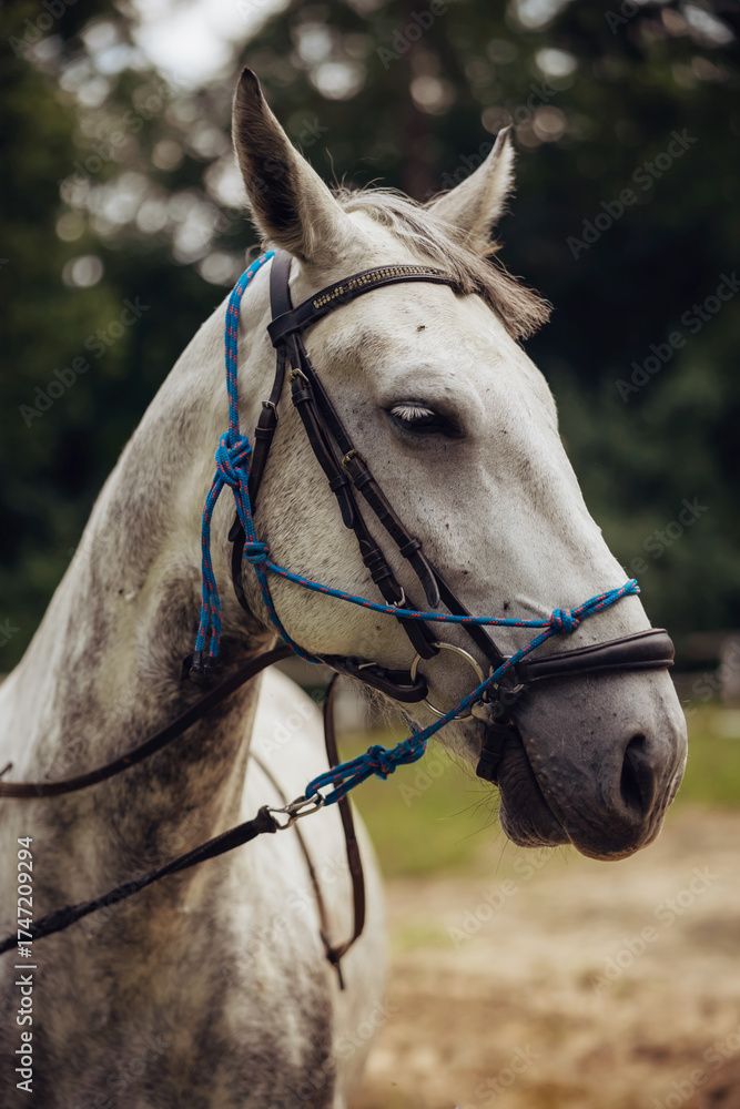 Obraz premium Close-up of a horse muzzle with visible nostrils and whiskers in natural light, detailed texture of animal skin and fur outdoors