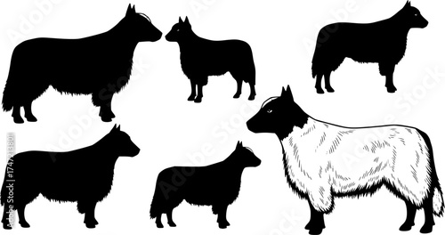 Aberdeen angus silhouettes, Aberdeen angus silhouette