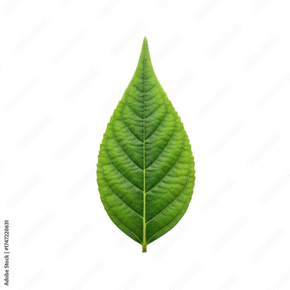 Fototapeta premium Single green leaf with pointed tip and central vein captured in minimalist isolated style on white background showing crisp detail and natural organic texture