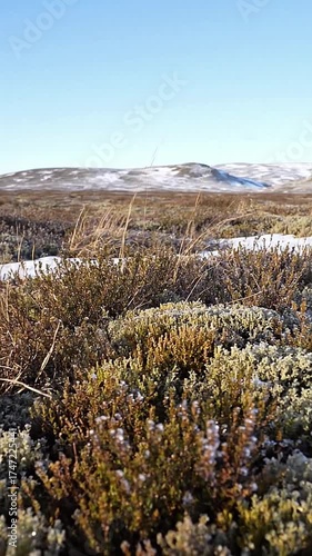 Tundra landscapes with low-growing plants adapted to harsh, frozen conditions.