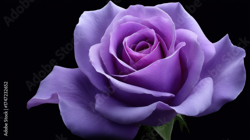 An exquisite single purple rose blooms gracefully against a stark black backdrop showcasing its delicate petals and intricate floral details with artistic flair.