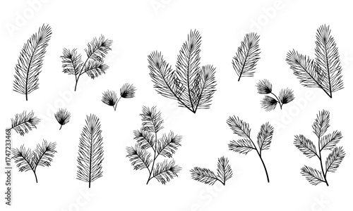 Wallpaper Mural Hand-drawn pine, spruce and fir branches in black.Detailed botanical elements for winter and holiday designs.Perfect for greeting cards, patterns, packaging and branding projects Torontodigital.ca
