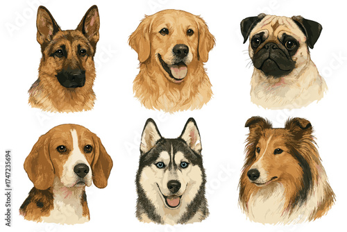 Dog breed portraits realistic vector illustration set. Detailed hand drawn faces of popular purebred dogs.