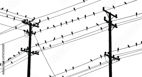 Utility poles with perched birds silhouette illustration, urban infrastructure and nature harmony concept artwork for lifestyle, environment, and connectivity design