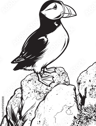 closeup-shot-atlantic-puffin-standing-rock-with-blurred-background vector line art