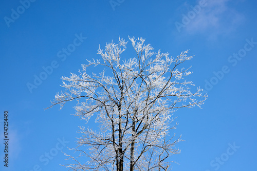 A tall tree is adorned with glistening frost against a vibrant blue sky. The chilly winter air accentuates the intricate details of the frost-covered branches