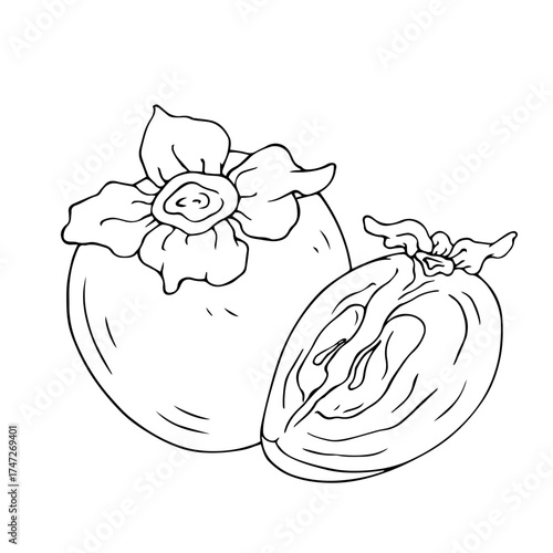 Line sketch, doodle of persimmon and fruit slices. Vector graphics.