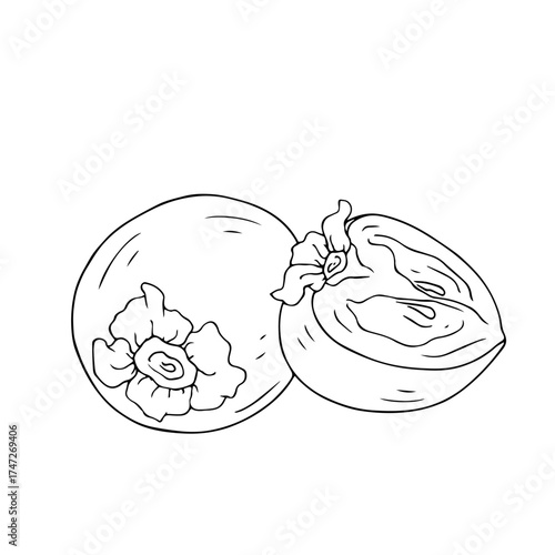 Line sketch, doodle of persimmon and fruit slices. Vector graphics.