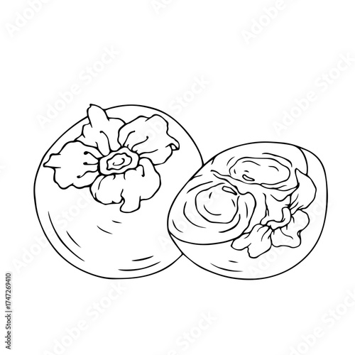 Line sketch, doodle of persimmon and fruit slices. Vector graphics.