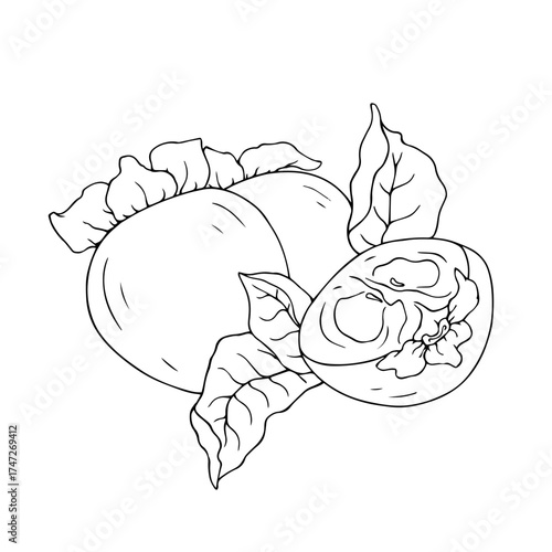 Line sketch, doodle of persimmon and fruit slices. Vector graphics.