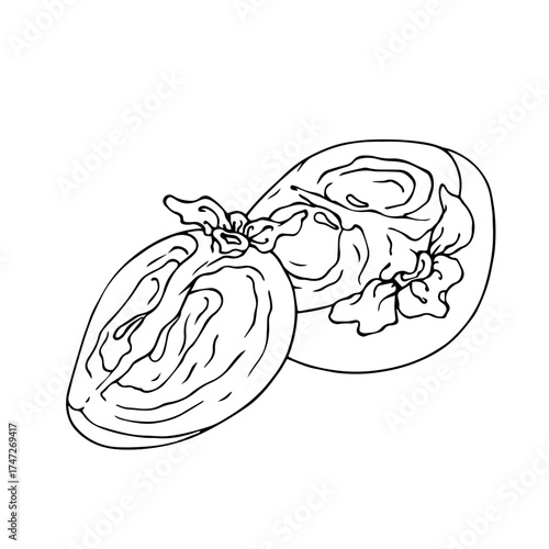 Line sketch, doodle of persimmon and fruit slices. Vector graphics.