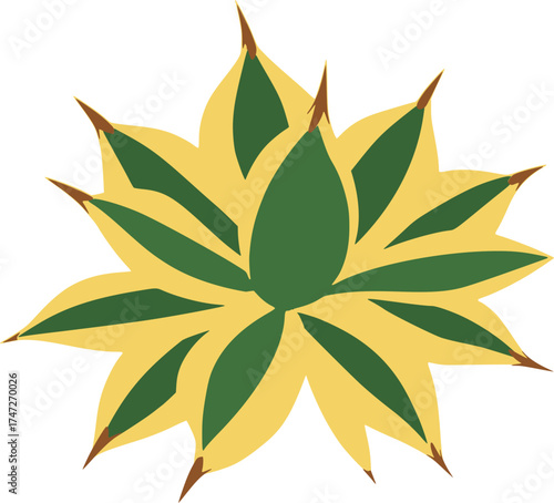 Flat vector illustration of Agave ‘Snaggle Tooth’
