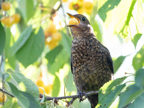 close-up of a juvenile common blackbird swallowing a cherry