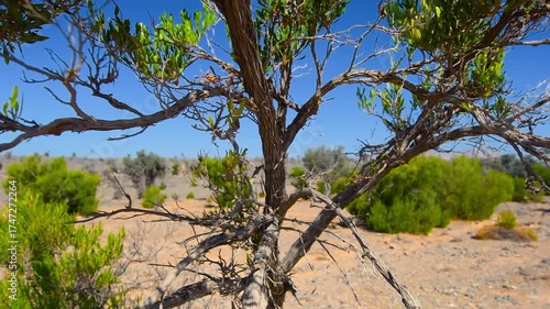 A close up shot of a Ghaf tree (Prosopis cineraria) in a rocky, arid landscape under a clear blue sky. The footage captures the rugged beauty of the Omani desert, showcasing the tree's gnarled branche