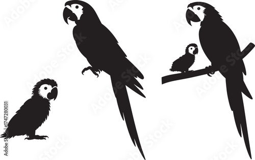 Three Parrot Silhouettes Black Vector Illustration Set Isolated Transparent Background