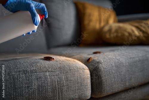 Close-up of a person spraying insecticide on a sofa infested with cockroaches. Useful for pest control ads, hygiene awareness, extermination services, or household cleaning issues.