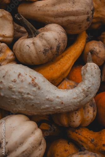 Autumn Harvest Variety: Close-up of White and Orange Different Shapes Decorative Gourds and Pumpkins 