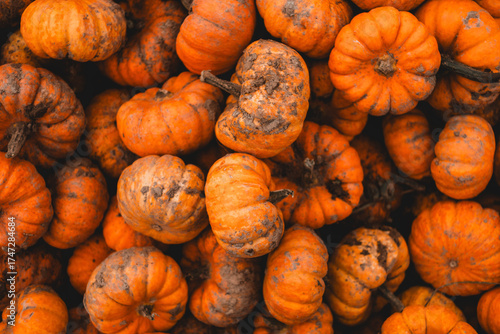 Close-up of small dirty orange pumpkins freshly harvested from the field, autumn seasonal background perfect for Thanksgiving and Halloween themes