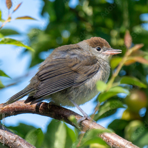 Young blackcap warbler perched on branch