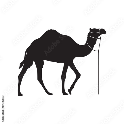 camel on the beach