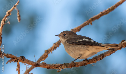 European Pied Flycatcher on branch
