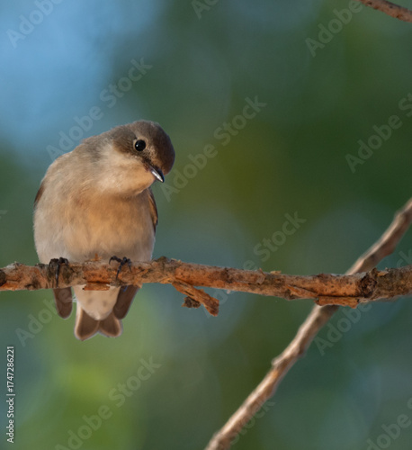 European Pied Flycatcher on branch