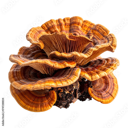 Detailed macro shot of a multi-tiered, vibrant, and layered shelf mushroom, isolated
