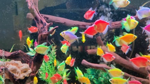 a video of an aquarium decorated with colorful small fish