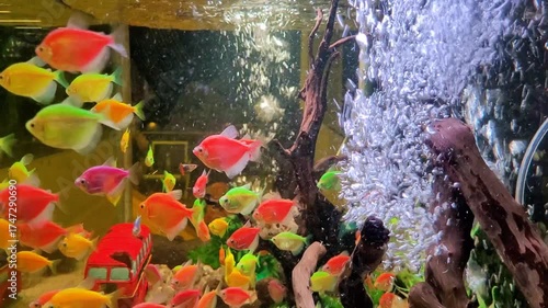 a video of an aquarium decorated with colorful small fish