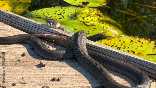 Snake on a wooden pier by the river. Eastern Brown Snake in striking. Grass snake not poisonous snake.