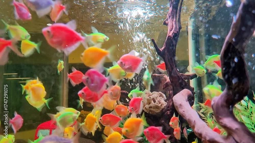 a video of an aquarium decorated with colorful small fish