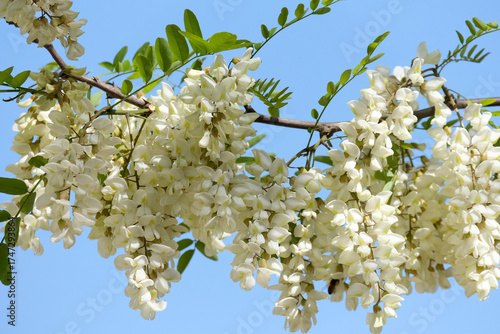 Cuadro en lienzo Black locust (lat.- Robinia pseudoacacia)