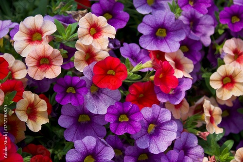 pink flowers