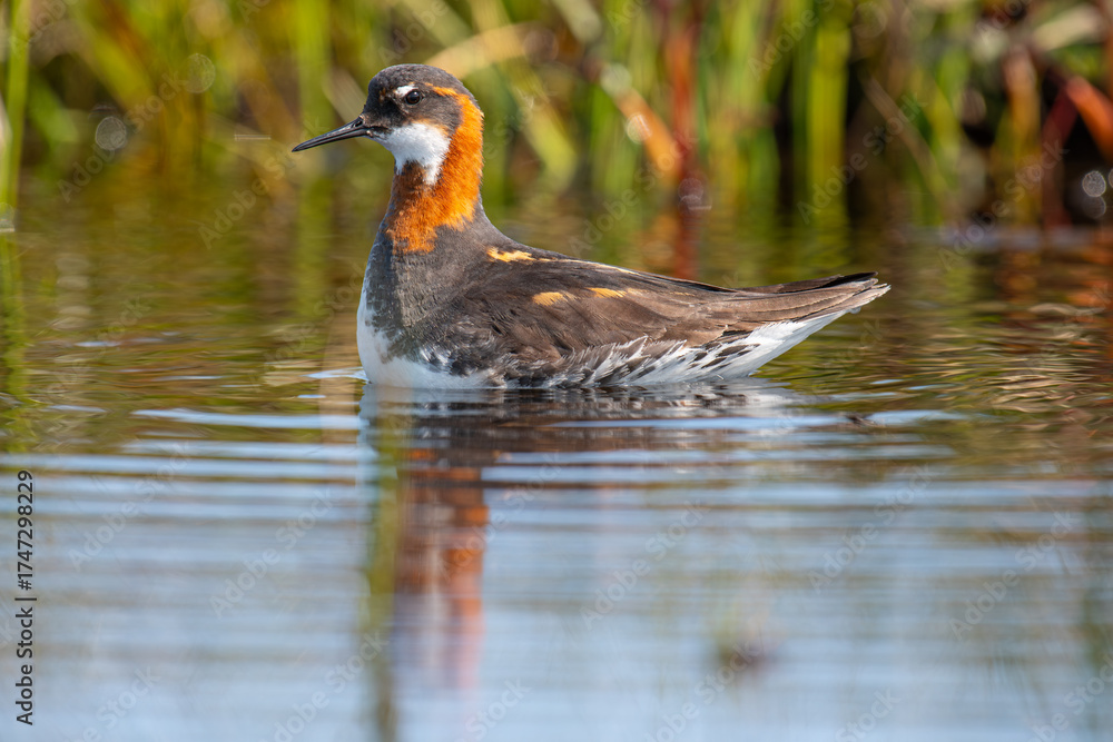Fototapeta premium red-necked phalarope swimming in a lake