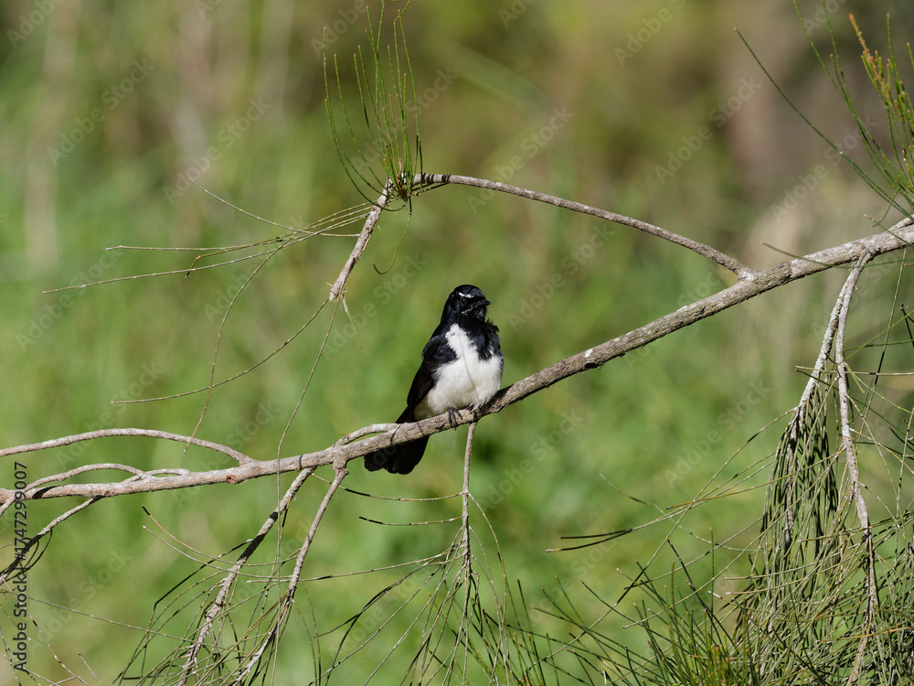 Fototapeta premium Willy Wagtail (Rhipidura leucophrys) perched on a branch. with bokeh background.