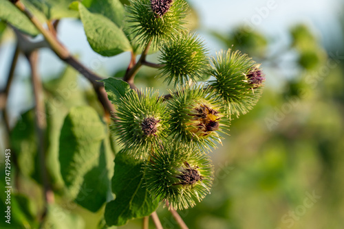 Clustered green burdock seed heads with developing purple flowers on a wild plant branch outdoors