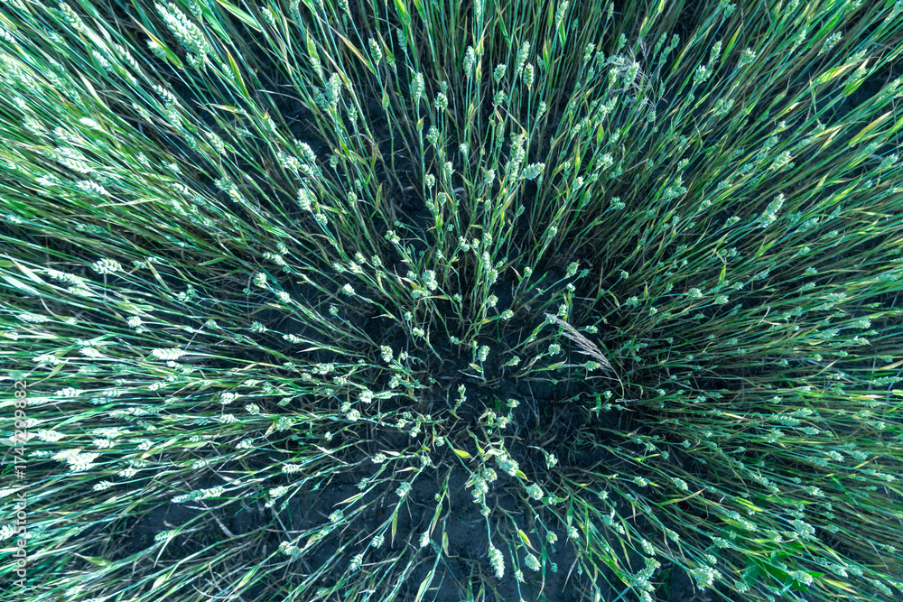 Fototapeta premium Young Green Wheat Field Growing in Sunlight from Above