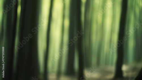 Blurred forest trunks background