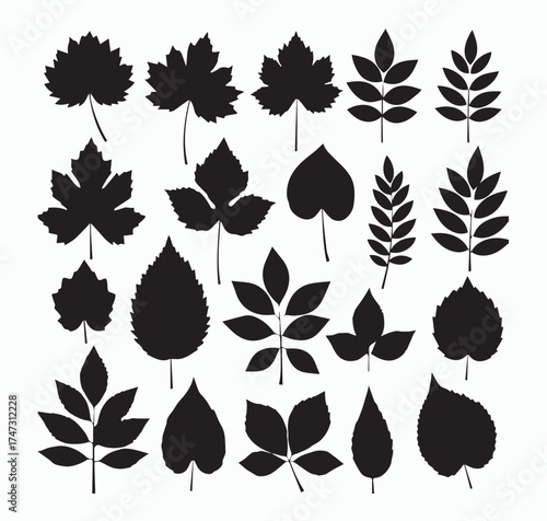 Collection of diverse black leaf silhouettes representing various tree and plant species in a graphic design element